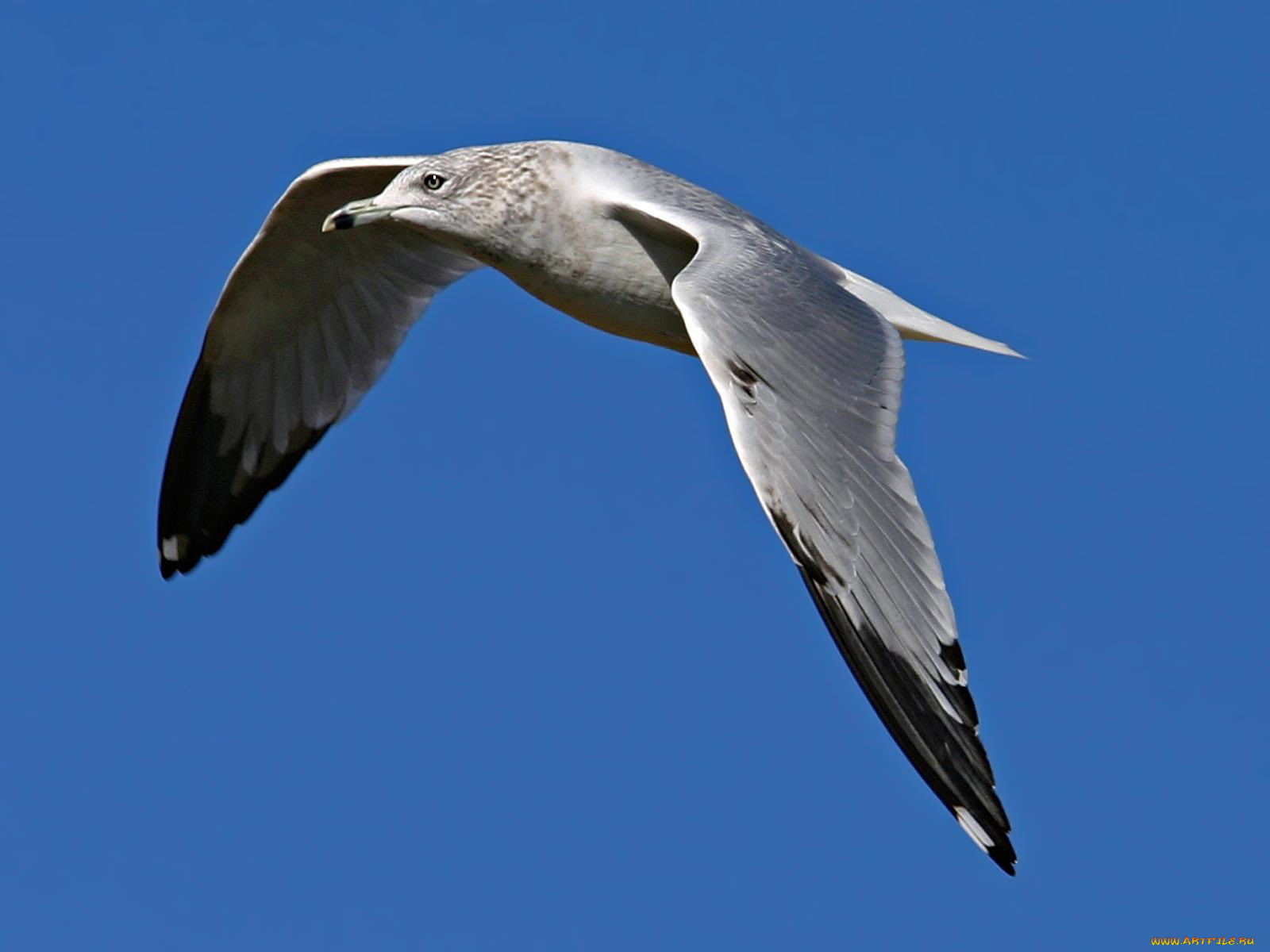 ring, billed, seagull, , , , 